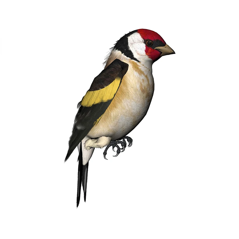 틴셀 핀치용 자동차 스티커, 만화 냉장고 바람막이, 방 - Car Accessories Nz 리뷰 및 가격